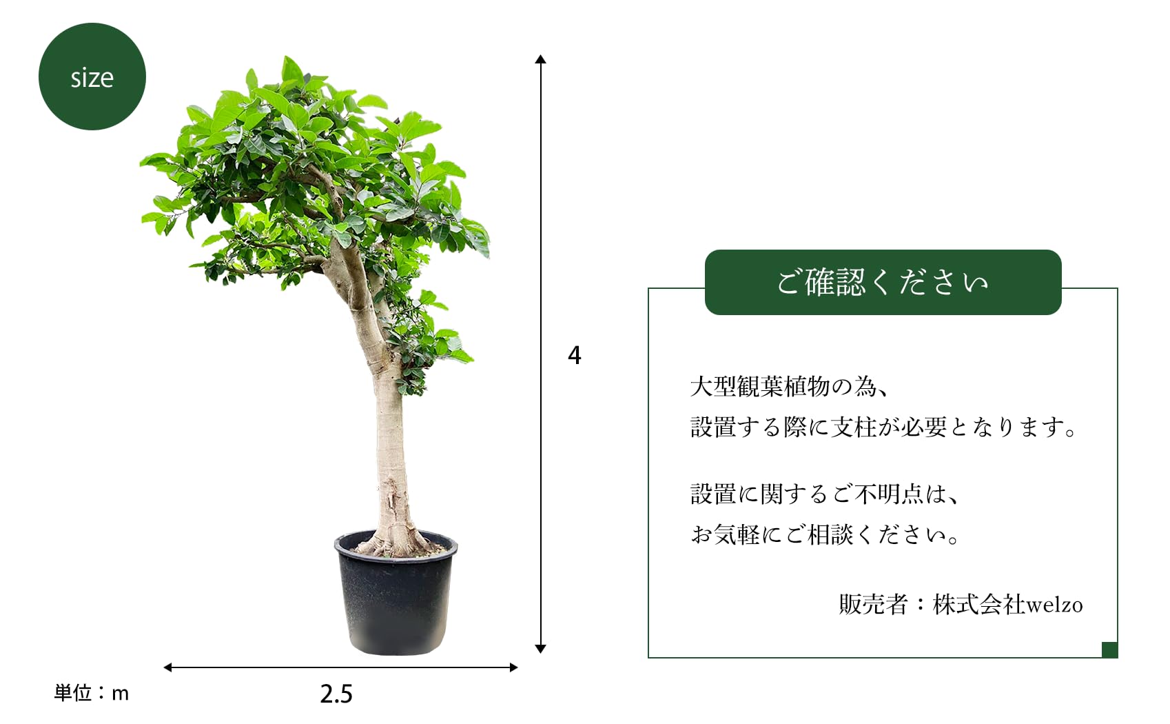 Amazon｜フィカス 大型 観葉植物 南の国 鹿児島 庭 エントランス用